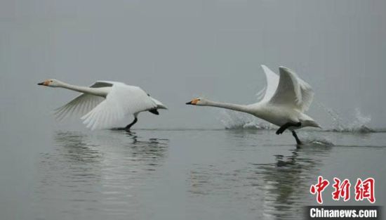 近期调查中，12支调查队对甘肃越冬大天鹅的活动情况进行了拍摄和追踪。兰州大学供图