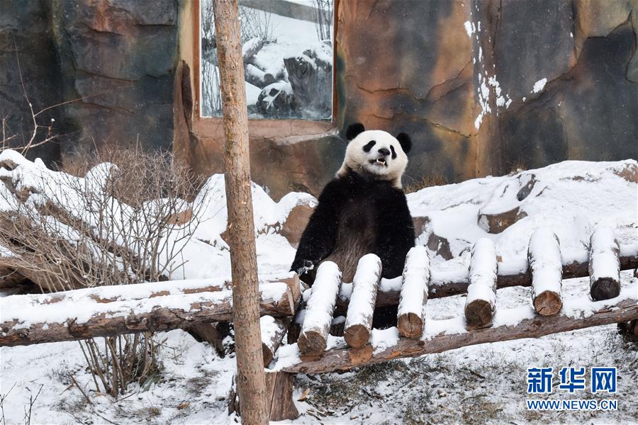 （社会）（2）熊猫戏初雪