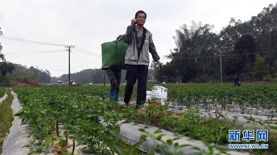 （经济）（2）广西钦州：冬辣椒提前上市