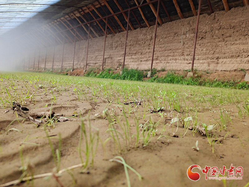 敦煌市肃州镇人工种植沙葱试种成功（图）