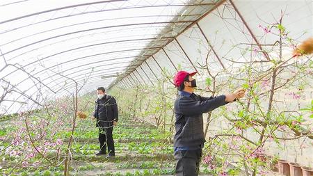 瓜州春来早 温室桃花俏