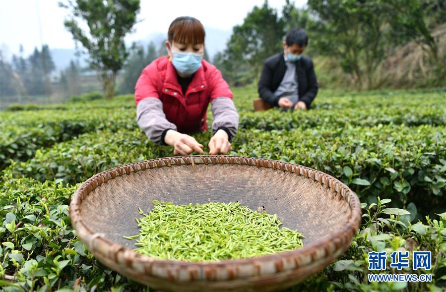 #（社会）（2）鄂西山区春茶采摘