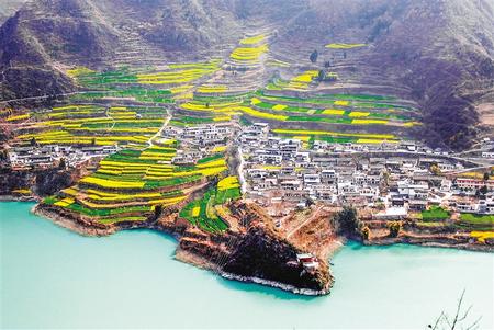 陇南文县玉垒乡白龙江沿岸油菜花盛开