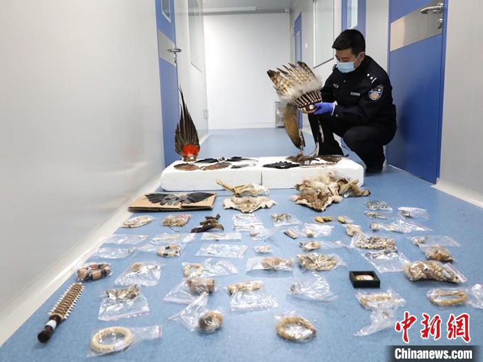 警方查获的野生动物制品 吉林省森林公安局供图 摄 警方查获的野生动物制品 吉林省森林公安局供图 摄