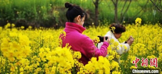  图为游人在油菜花丛中赏花、拍照。　邱建林　摄