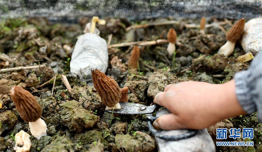 #（经济）（1）贵州遵义：坝区“稻菌”水旱轮作助农增收