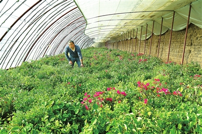 临夏市折桥镇四季青种植养殖合作社现有温棚21座