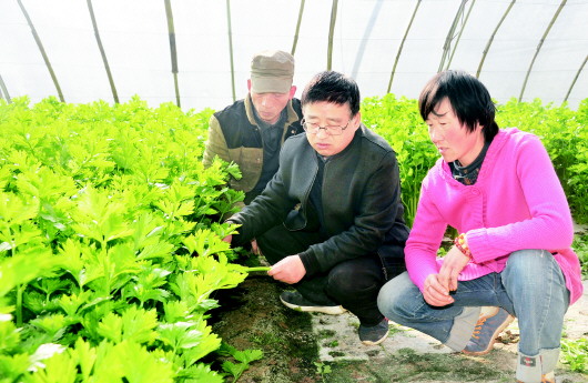 定西：防疫生产两不误蔬菜大棚春意浓