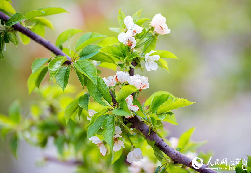 内蒙古呼和浩特市玉泉区“润之田”樱桃采摘园内盛开的樱桃花。