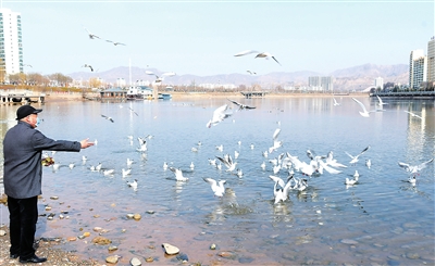 临夏州永靖县黄河三峡湿地吸引了大批候鸟栖息