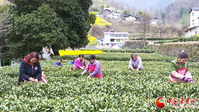 【春暖花开】甘肃文县：让水河畔茶飘香（图）