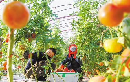 酒泉市肃州区总寨戈壁生态产业园区蔬菜喜获丰收