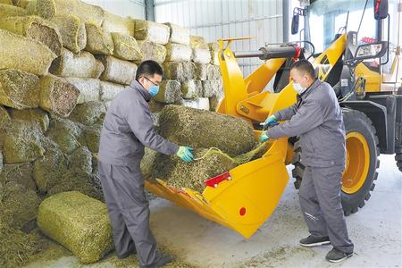 庆阳华池县 湖羊养殖架起致富桥