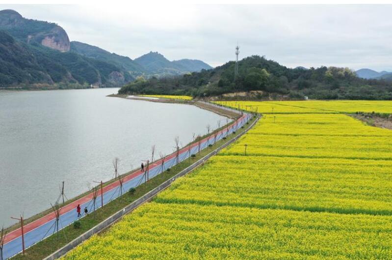 油菜花开布谷湖