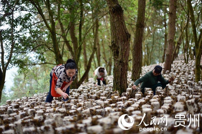 3月7日,在贵州省黔东南苗族侗族自治州锦屏县三江镇小江村,村民在采收黑木耳。