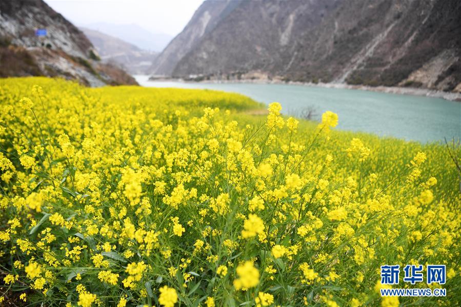 （美丽中国）（2）甘肃文县：油菜花开春光好