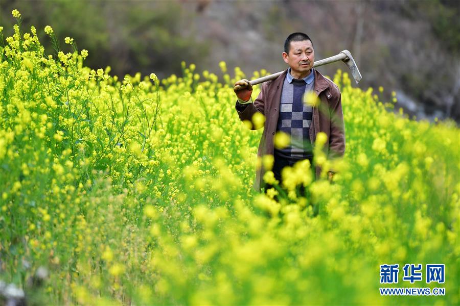 （美丽中国）（3）甘肃文县：油菜花开春光好