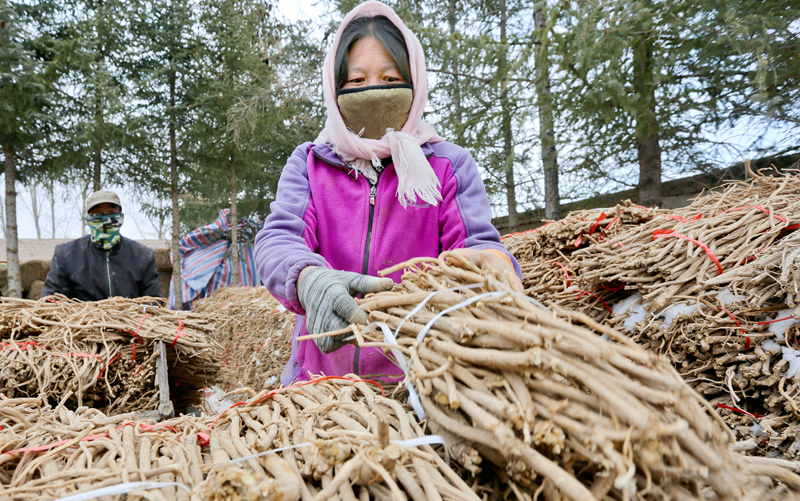 甘肃民乐：扶贫车间复工保增收 群众脱贫有指望（组图）