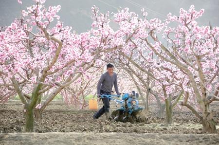 陇南武都区：春暖花开劳作忙（图）