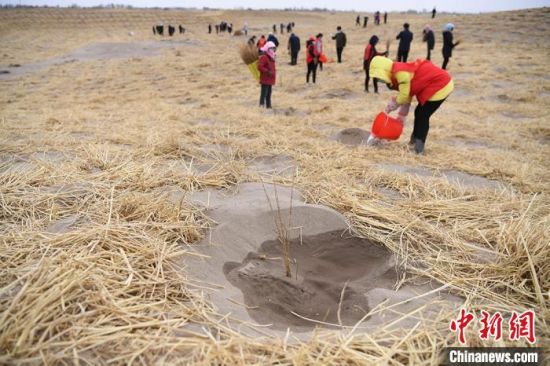 当天,他们共完成义务植树35.5万株,在麦草沙障上栽植梭梭林1600亩。 杨艳敏 摄 当天,他们共完成义务植树35.5万株,在麦草沙障上栽植梭梭林1600亩。 杨艳敏 摄