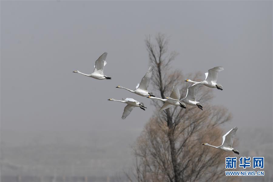 （环境）（1）黄河浅滩迎候鸟