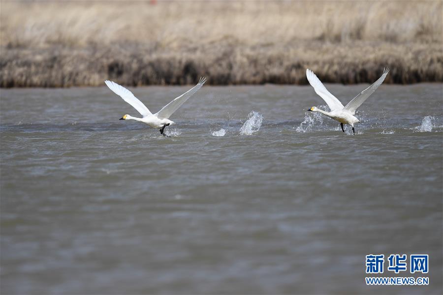 （环境）（2）黄河浅滩迎候鸟