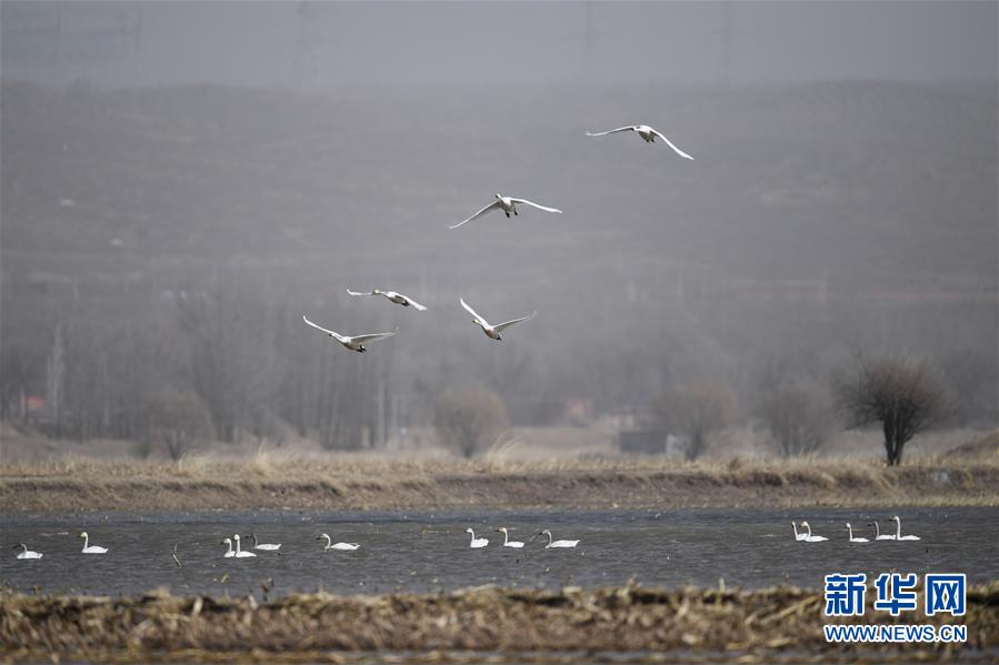 （环境）（3）黄河浅滩迎候鸟