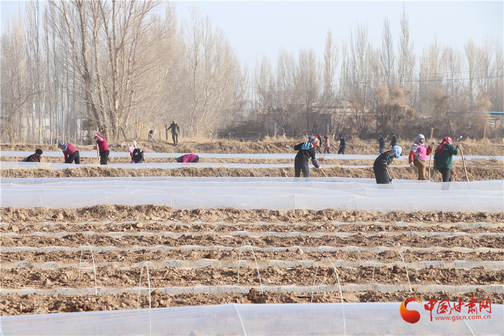 敦煌市黄渠镇：种植千亩小拱棚西甜瓜促增收（图）