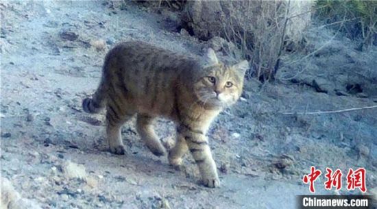从保护区红外相机监测中，科研人员还首次发现了濒危物种荒漠猫的照片和视频。　敦煌西湖国家级自然保护区管理局供图