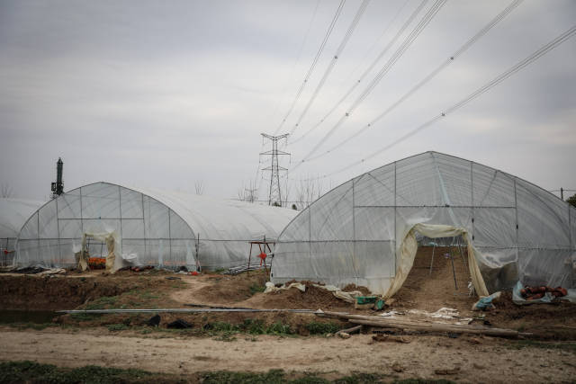因疫情导致市场需求不足,陆成权的花卉种植基地今年损失近30万元。 因疫情导致市场需求不足,陆成权的花卉种植基地今年损失近30万元。
