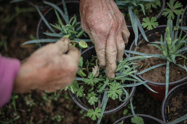 陆成权母亲今年80岁，除草的动作十分麻利。