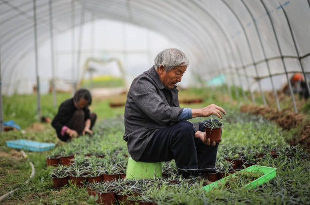 陆成权的父亲退休前在铁路单位当会计,现在要跟着儿子重拾农活。 陆成权的父亲退休前在铁路单位当会计,现在要跟着儿子重拾农活。