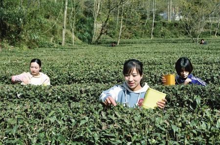 陇南：春光美 茶飘香