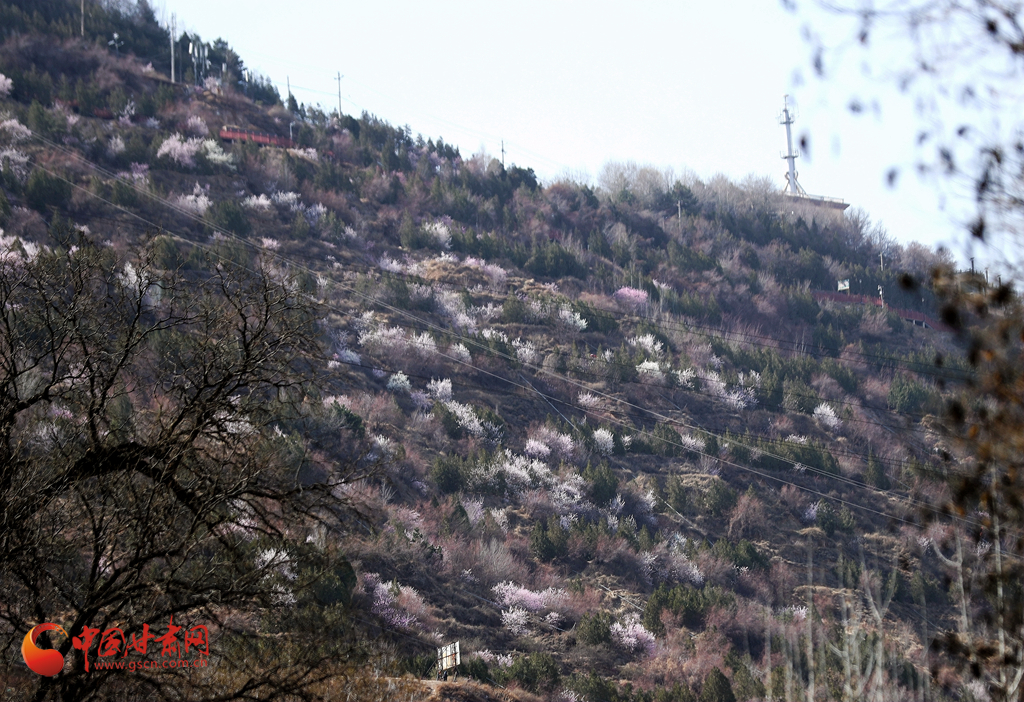 赏花季| 兰州五泉山：新绿拂面醉春风 玉兰花开又一年