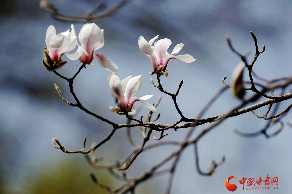 赏花季| 兰州五泉山：新绿拂面醉春风 玉兰花开又一年