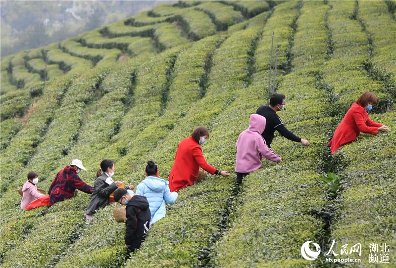 湖北保康：茶园添新绿 茶农采摘忙【9】