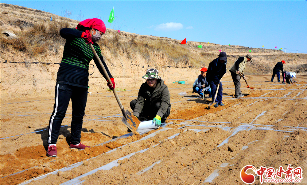 陇西县多措并举推进2万亩中药材绿色标准化药源基地建设（图）