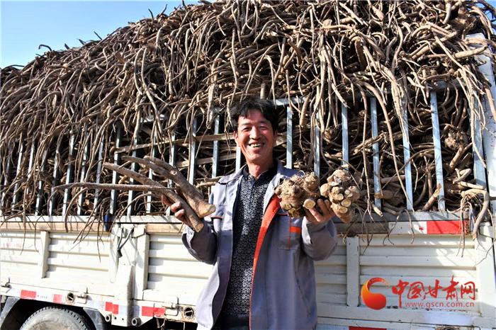 甘肃静宁：乡村种植藏木香 农户闯出致富路