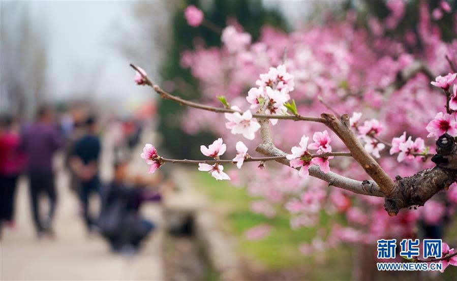 （美丽中国）（1）陕西西安：桃花灼灼斗春芳