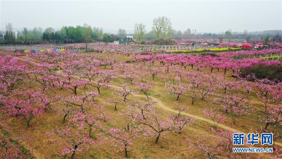 （美丽中国）（2）陕西西安：桃花灼灼斗春芳