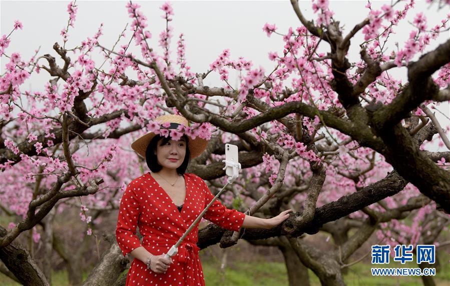 （美丽中国）（4）陕西西安：桃花灼灼斗春芳