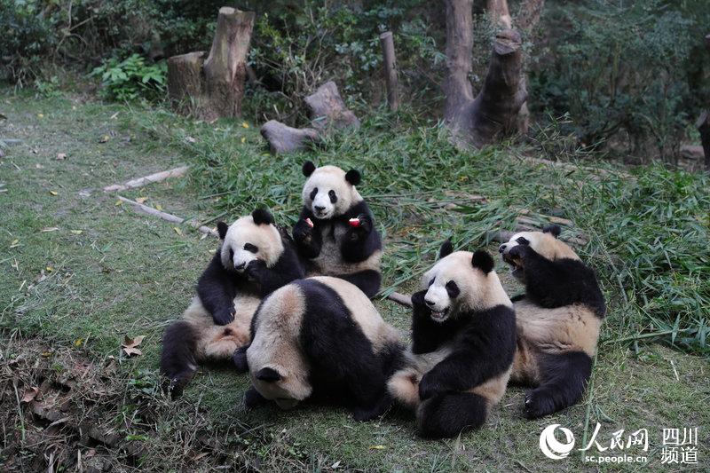 基地大熊猫。成都大熊猫繁育研究基地提供图