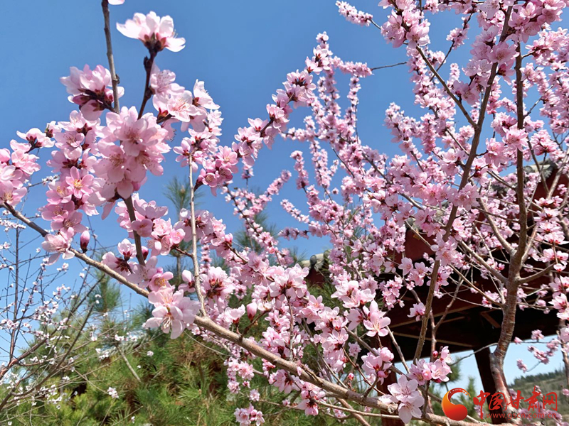 兰州安宁：北山桃花美景醉游人（图）