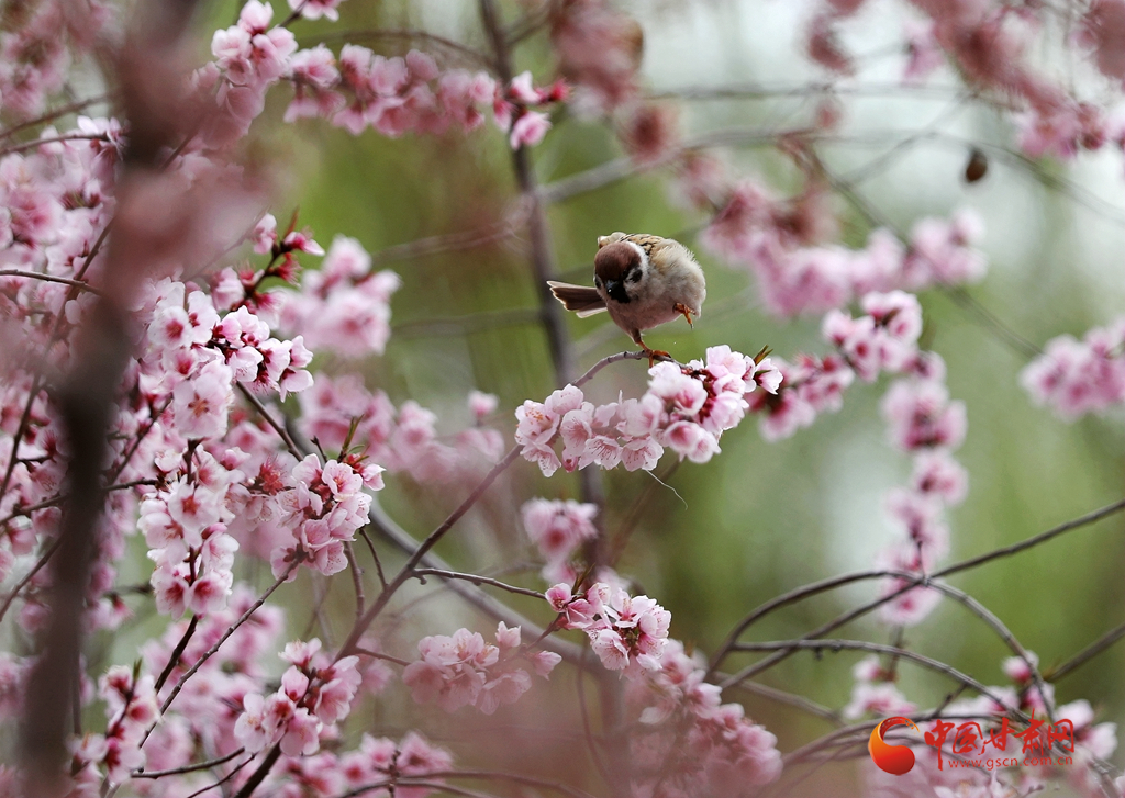 丝绸之路经济带的重要节点城市