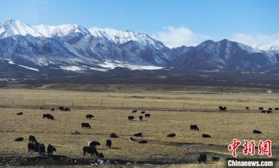 图为祁连山下的山丹军马场，牦牛、马匹和祁连山的雪色相互映衬出别样美景。(资料图) 杨艳敏 摄