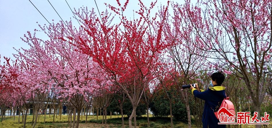 天水湖:春花烂漫春意浓