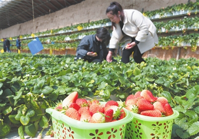 临夏州永靖县农民在温棚里采摘草莓