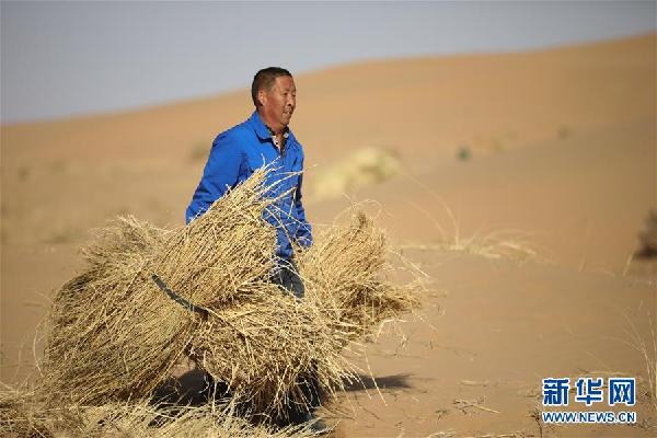 （生态）（9）八步沙治沙人春季压沙造林忙