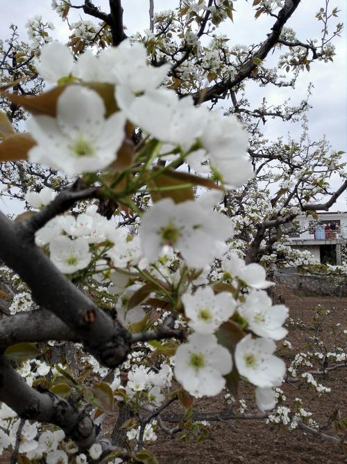 坐上游船去看梨花 水韵什川航线昨日首发