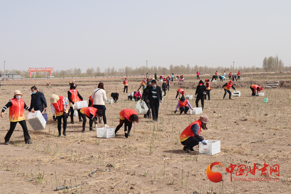 张掖临泽县新时代文明实践志愿者积极助力现代农业新产业（图）